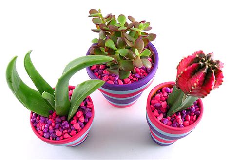 Diy Cactus Planter