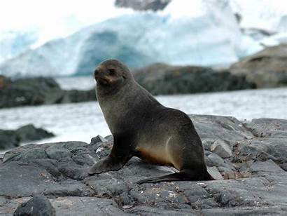 Animal Wallpapers Desktop Seals Seal Windows Wild