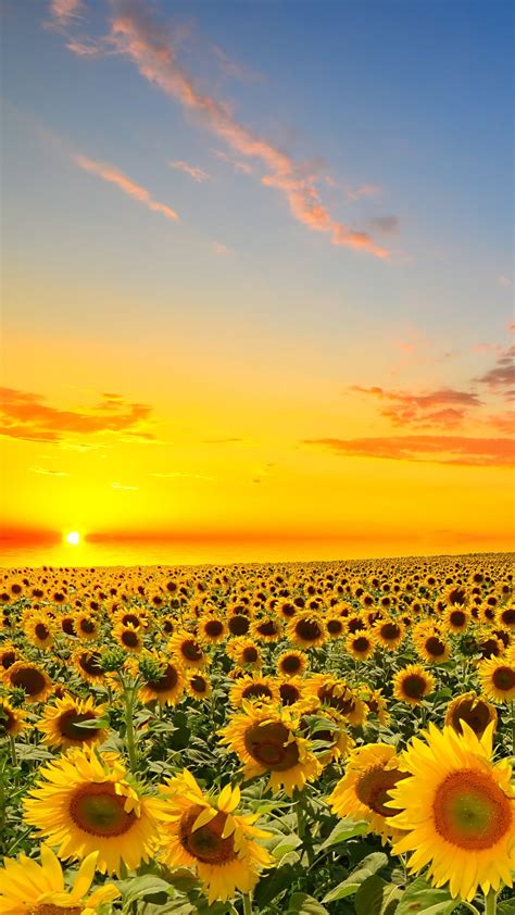Sunflower Iphone Wallpapers Wallpaper Cave