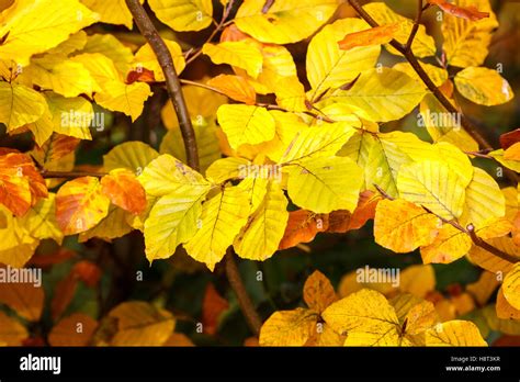 European Beech Fagus Sylvatica Leaves In Golden Yellow Autumn Colour