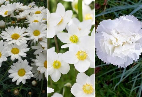 15 Best White Perennial Flowers For Your Garden Gardening Chores