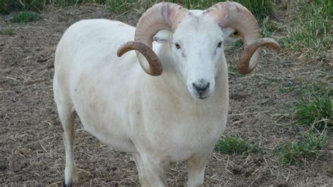 Wiltshire Horn Sheep Impressively Horned Hair Sheep Youtube