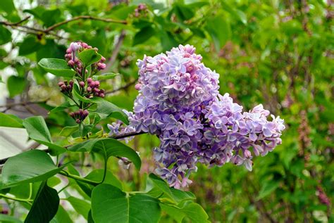 My Allee Of Fragrant Lilacs The Martha Stewart Blog