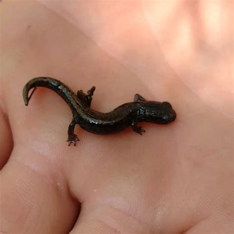 Longtail False Brook Salamander From Civs San Cayetano On October