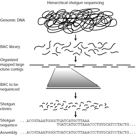 Idealized Representation Of The Hierarchical Shotgun Sequencing