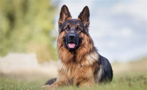King Shepherd Breed Info Is This The Best Shepherd For You Perfect