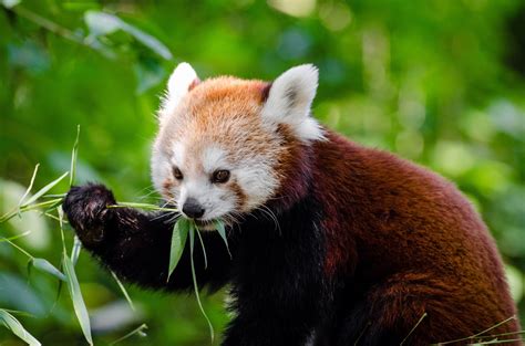 Red Panda Free Stock Photo Public Domain Pictures