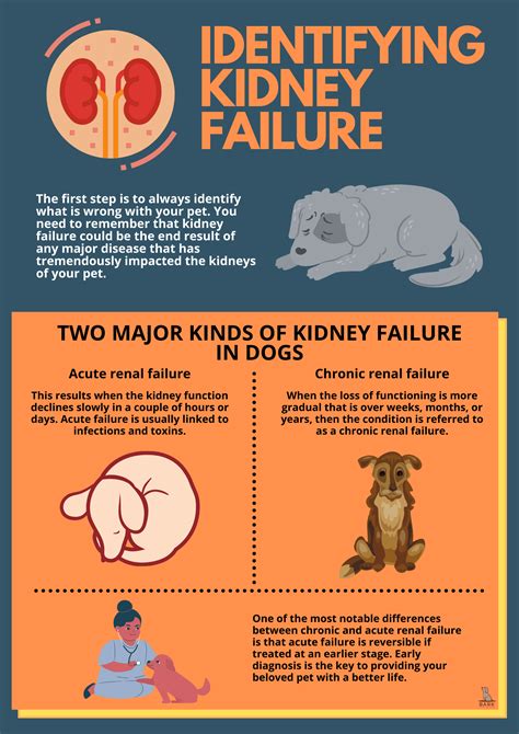 Diagnosis And Treatment Of Kidney Failure In Dogs Bark For More