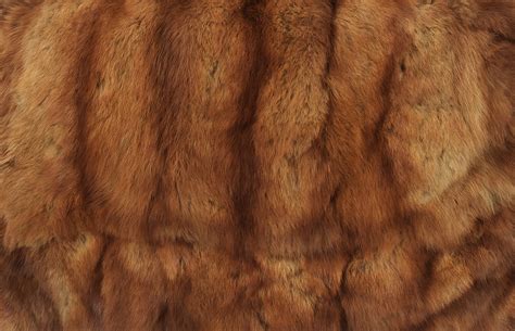 Fur Texture Background Free Stock Photo Public Domain Pictures