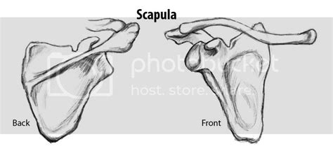 Scapula Anatomy Coloring Pages Coloring Pages