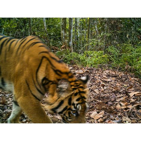 Langka International Tiger Project