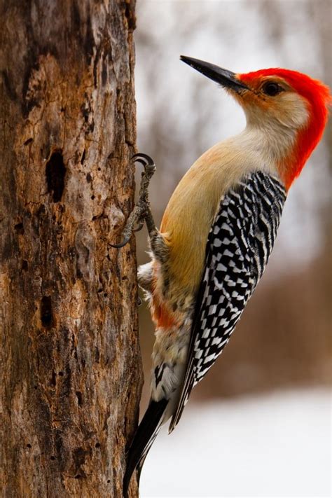 Red Bellied Woodpecker Works Its Way Up Birdnote