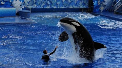 Shamu The Whale Day 2023 Date History Facts About Orcas