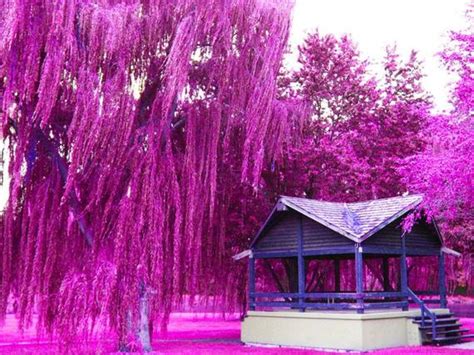 Images Of Violet Willow Tree Park 8x10 By Winddancephotography