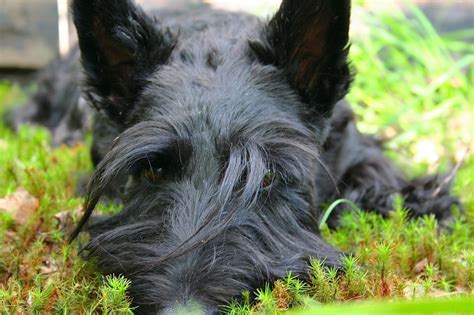 Little Black Dog Pointed Ears Scottie Dogs Animals Scottie Dog