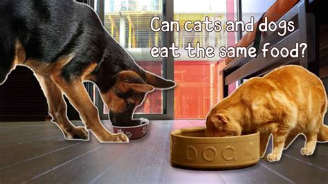 A Darin Nelson Can Dog Eat Cat Food