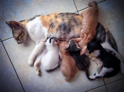 Mother Cat Breastfeeding Her Five Adorable Kittens Kittens Stock Photo