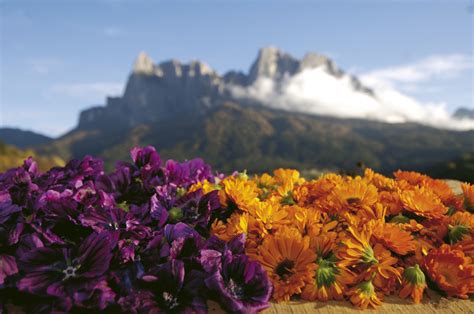 Schede con nomi e foto di 60 fiori da stampare o scaricare. Nomi Fiori Delle Dolomiti / Sentiero Botanico Trodo Dei ...