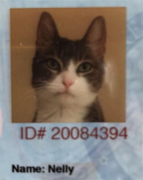 My Cat Had To Get An Id For Our New Apartment And It Turned Out Pretty