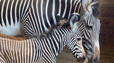 Brevard Zoo Welcomes Birth Of Its First Every Baby Grévys Zebra Most