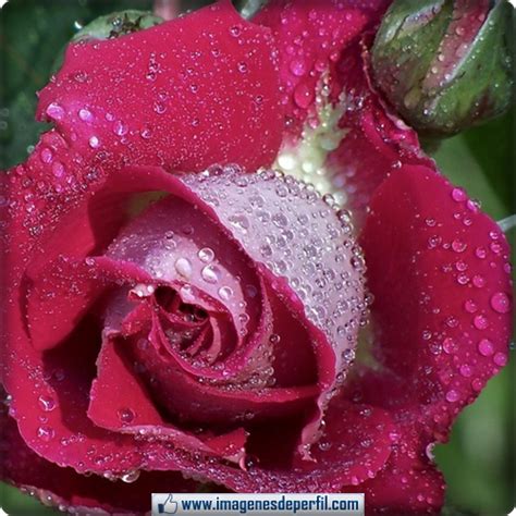 Arreglo vintage de botones de rosa. Imágenes de flores de rosas para perfil de facebook ...