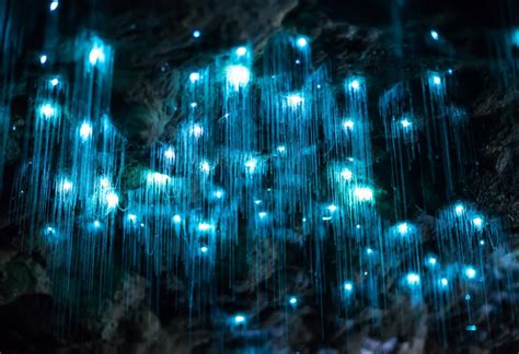 Dazzling Video Of A Glowworm Cave In New Zealand Glow Worm Cave