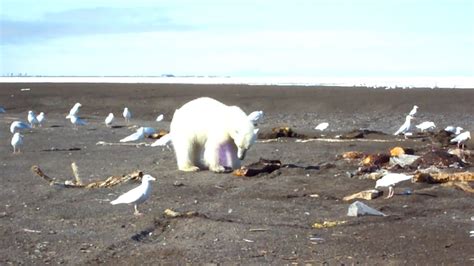Polar Bear At Point Barrow Ak Youtube