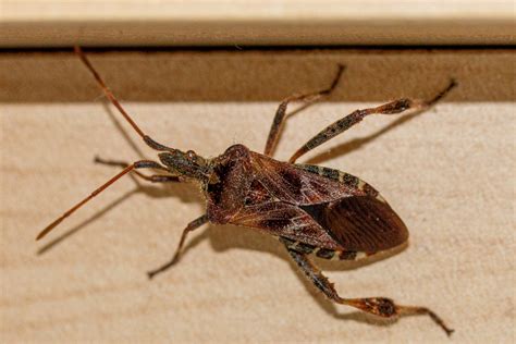 Stink Bugs Coming To Illinois How To Keep Them Out Of Your Home