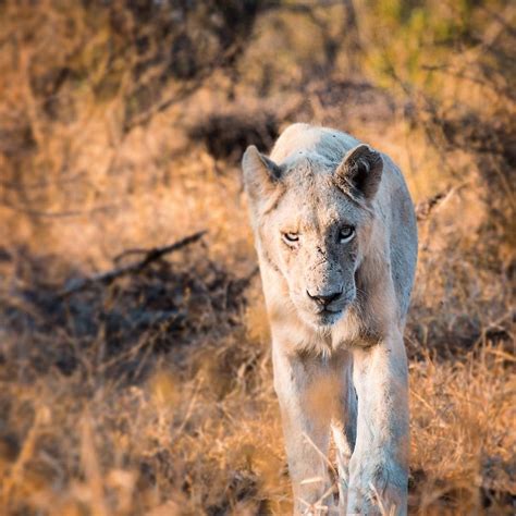Photo From Sebcartwrightphoto One Of The Only Wild White Lions In