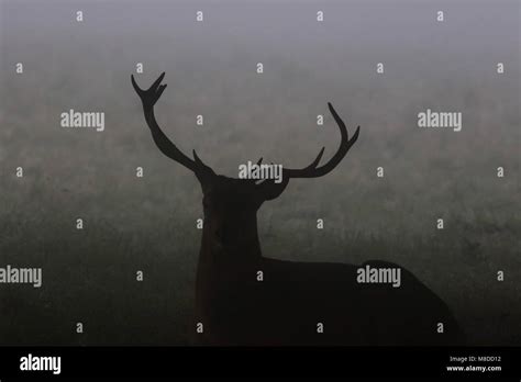 Male Stag Deer Shrouded In Morning Mist Stock Photo Alamy