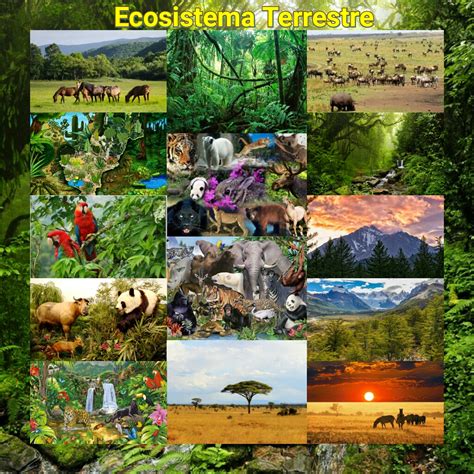 Lista 100 Foto Clasificacion De Los Ecosistemas Y Sus Principales