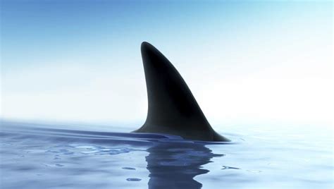Does New Shark Fin Ban Bill Go Too Far