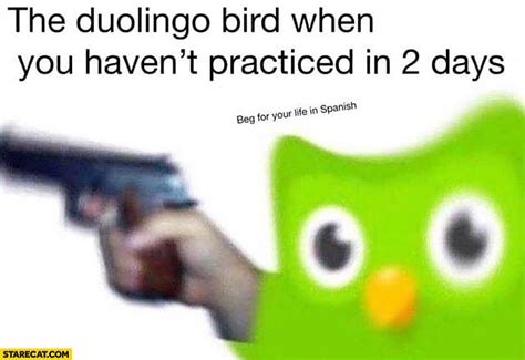 I didn't know if i should give him bird feet or duolingo. Duolingo bird when you haven't practiced in 2 days: beg for your life in Spanish | StareCat.com