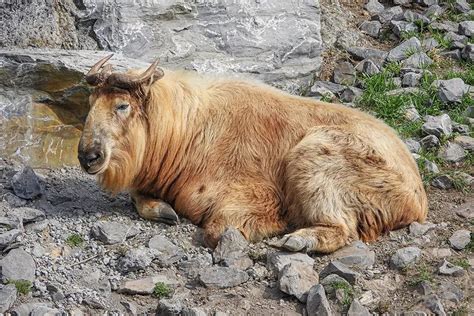 10 Incredible Wild Animals In Bhutan
