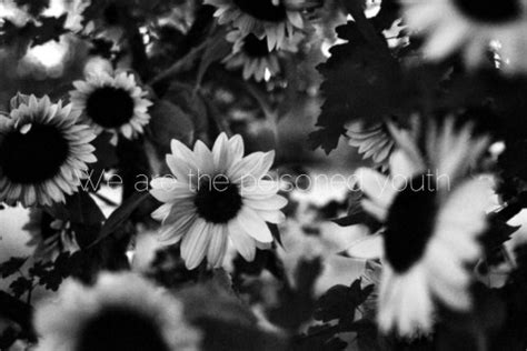 Vector flowers, black and white. fall out boy wallpaper on Tumblr