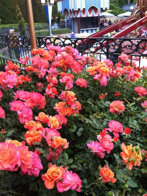 The Disneyland Rose Disneyland Plants Rose