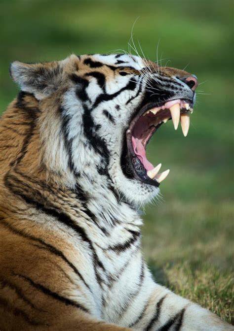 Tiger Baring Teeth Stock Image Image Of Prowess Siberian 29559485