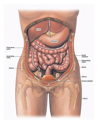 We think this is the most useful anatomy picture that you need. Illustration of the Anatomy of the Female Abdomen and ...