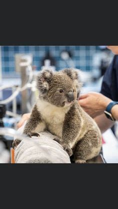 Koala Bears Ideas In Koala Koalas Koala Bear