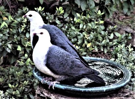 Th White Headed Pigeon Will Steal Your Heart