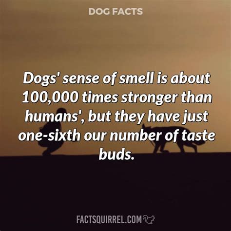 Dogs Sense Of Smell Is About 100000 Times Stronger Than Humans But