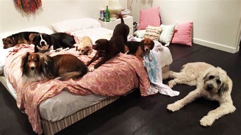 Miley Cyrus Shares Adorable Photo Of Her Pets In Bed