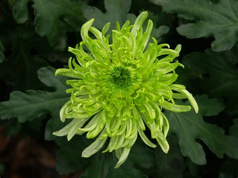 Flower Homes Chrysanthemum Flowers