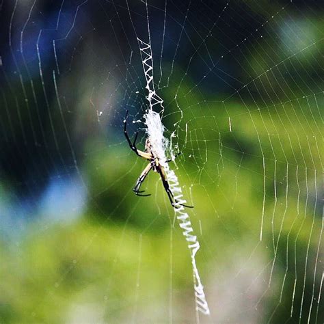 Banana Spider In Breaux Bridge La You Have To Really Enjoy Nature To