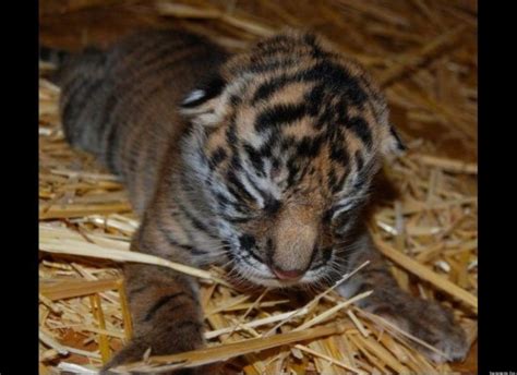 Zooborns Round Up Tiger Cubs Otter Pups And Dik Diks Huffpost
