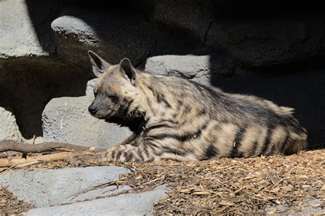 Close Up Portrait Of Striped Hyena Lies Down And Rests Stock Photo