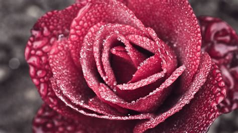 10 Excellent 4k Wallpaper Rose You Can Get It At No Cost Aesthetic Arena