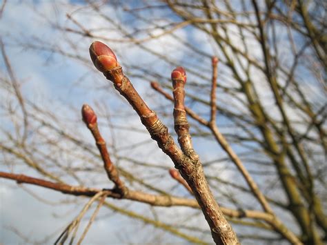 Free Photo Acer Platanoides Norway Maple Buds Tree Twig Flora