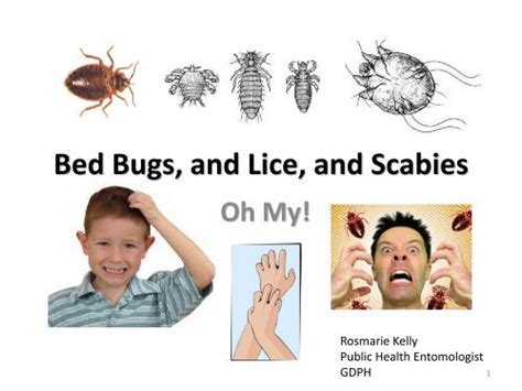 Bed Bugs And Head Lice And Scabies