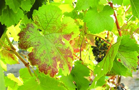 Grapevine Red Blotch Disease Symptoms On Merlot Note Red Pigment